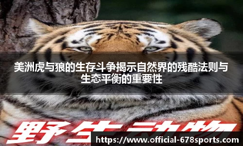 美洲虎与狼的生存斗争揭示自然界的残酷法则与生态平衡的重要性